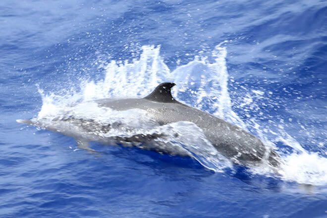 SeaCloud_Kreuzfahrten_Delfin-im-Wasser