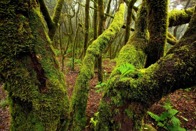 SeaCloud_Kreuzfahrten_Spanien_Kanaren_La-Gomera_Wald