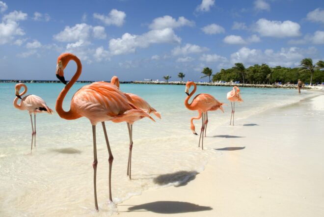 ABC_Aruba_Flamingos_iStock_170618386-min
