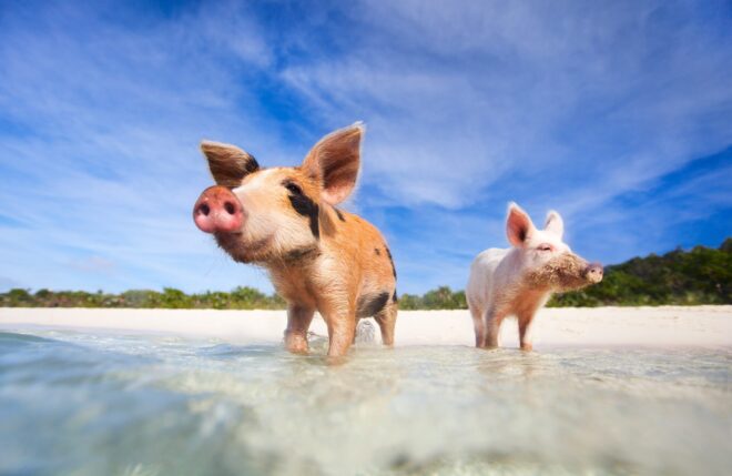 Bahamas_Exumas_Schweine_iStock_467445351-min