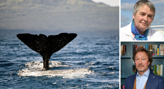 Collage_Azoren_Lektoren