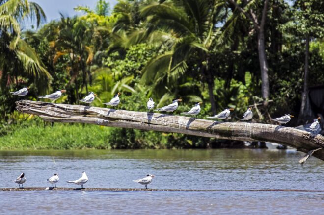 Costa Rica_Tortugero_Vögel_iStock-826778264-min