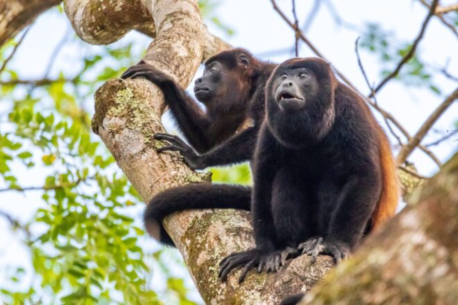 Mittelamerika_Costa Rica_Brüllaffe_001_Michael Poliza_9793-min