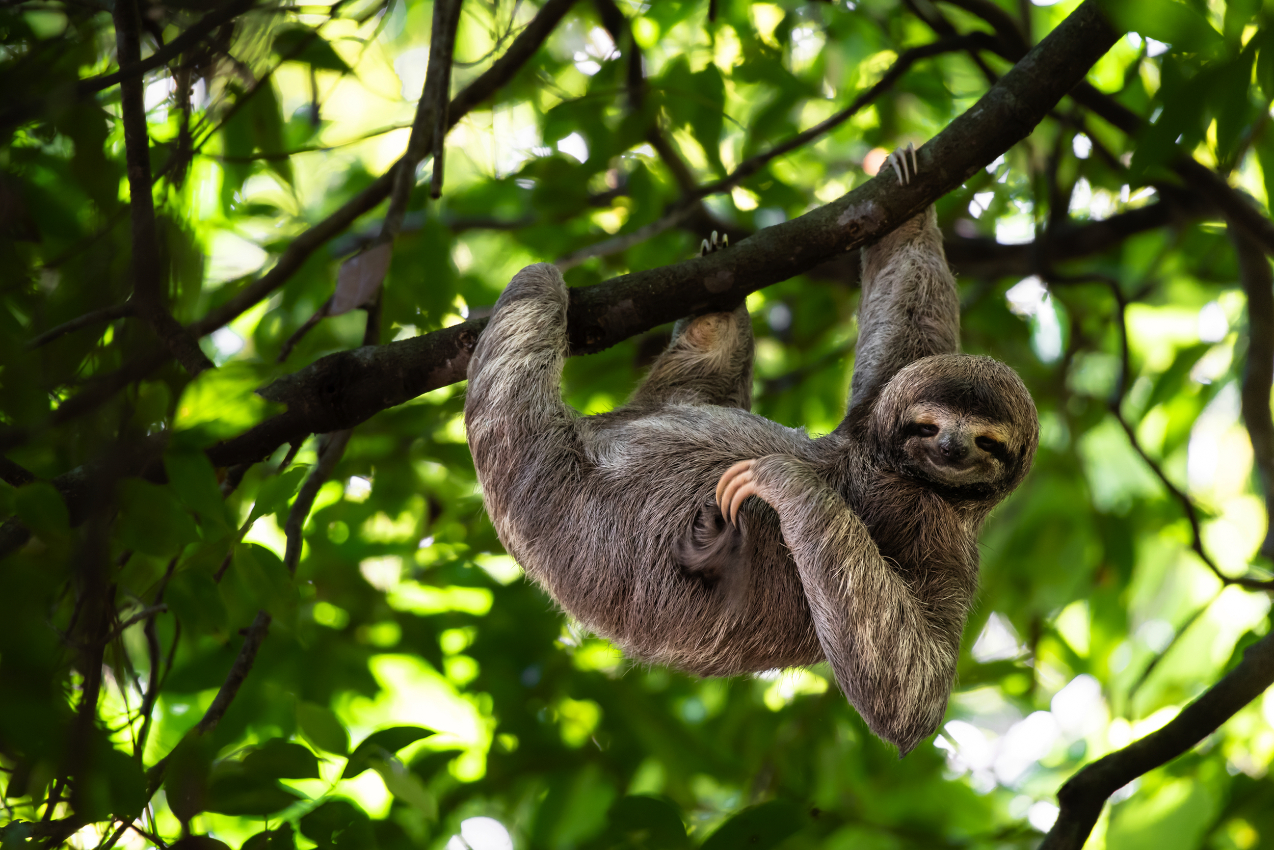 Faultier hängt an einem Ast im Regenwald von Costa Rica.